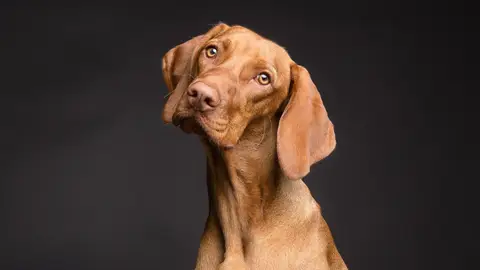 Perro Perro