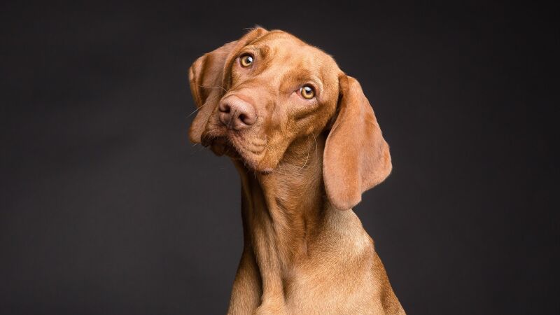 La razón por la que los perros nos lamen