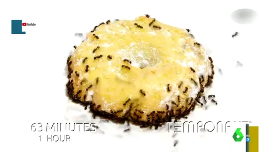 ¿Cuánto tardan las hormigas en comerse una galleta? ¿Cuánto tardan las hormigas en comerse una galleta?