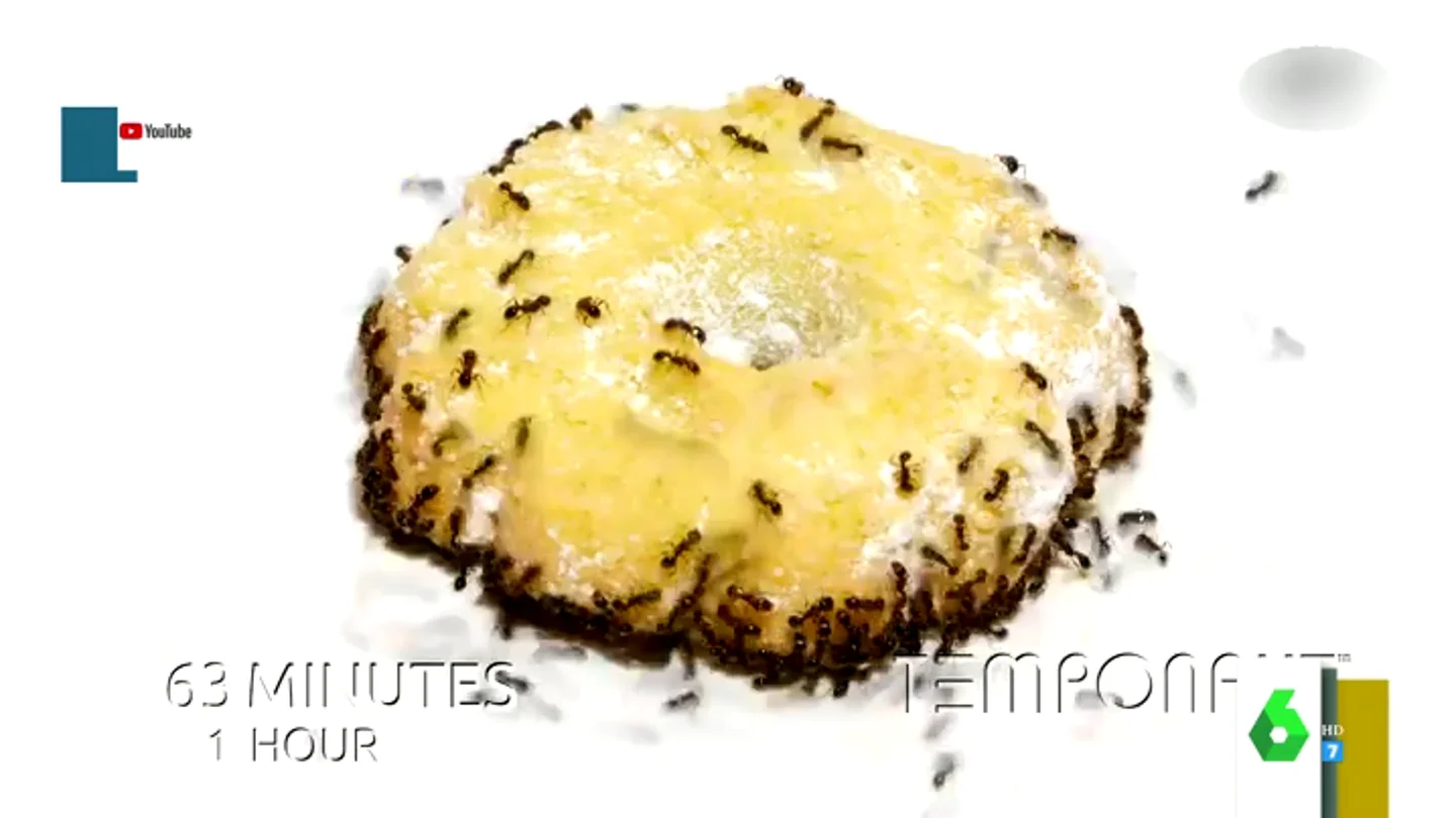 ¿Cuánto tardan las hormigas en comerse una galleta? ¿Cuánto tardan las hormigas en comerse una galleta?