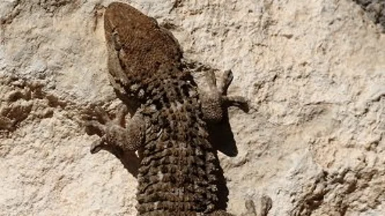 Imagen de un 'dragón de pared' Imagen de un 'dragón de pared'