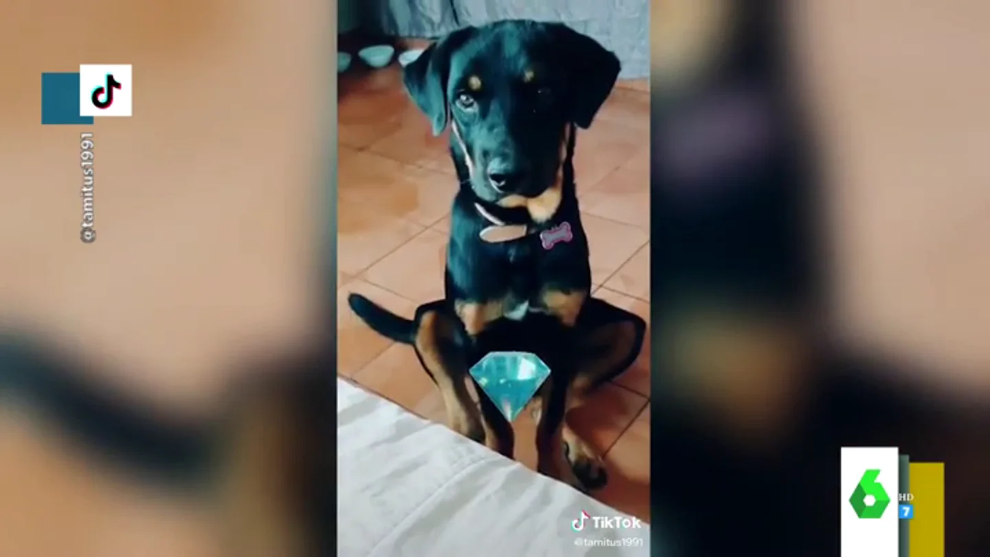 Los mejores vídeos de perros en Tik Tok Los mejores vídeos de perros en Tik Tok