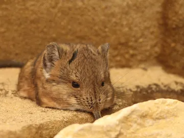 Musaraña elefante Musaraña elefante