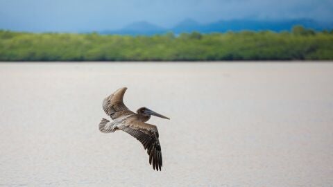 Fauna en la isla de San Lucas