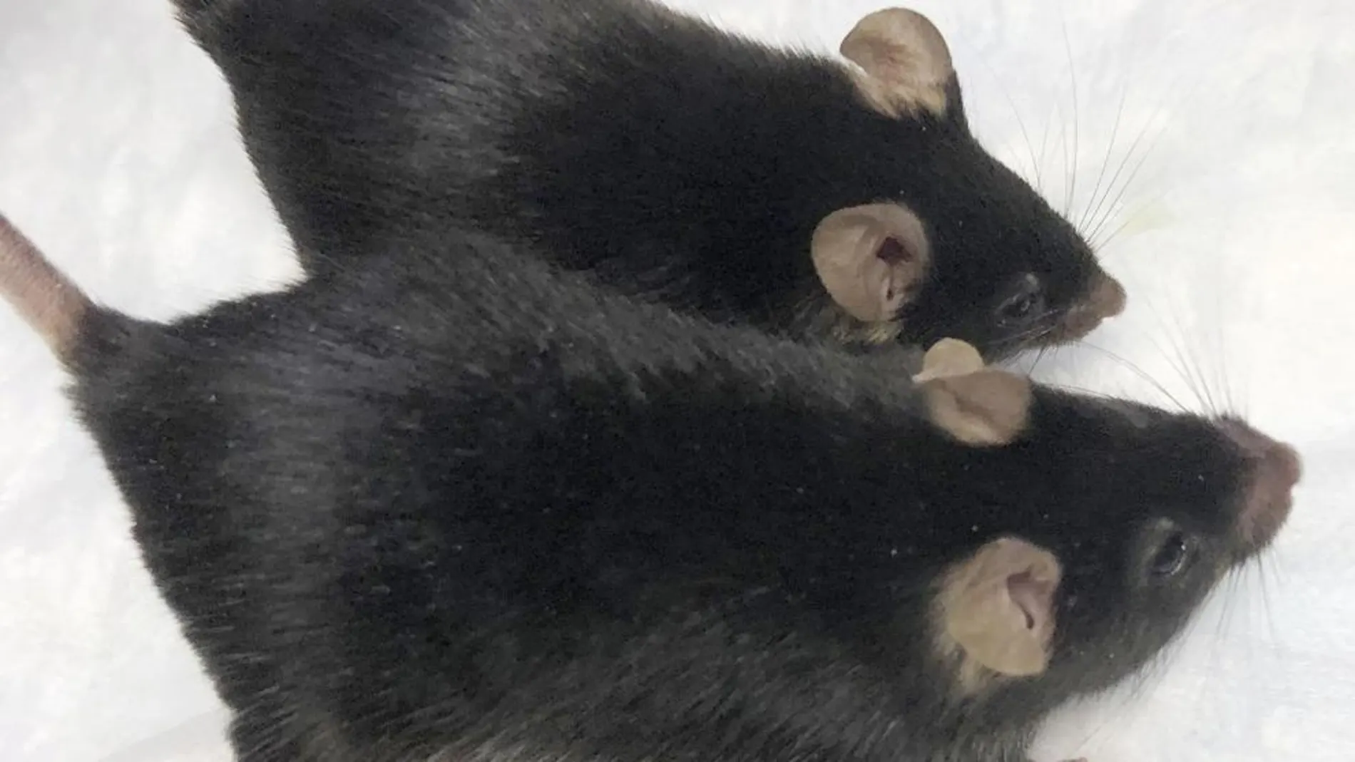 Roedores enviados al espacio vuelven transformados en súper ratones