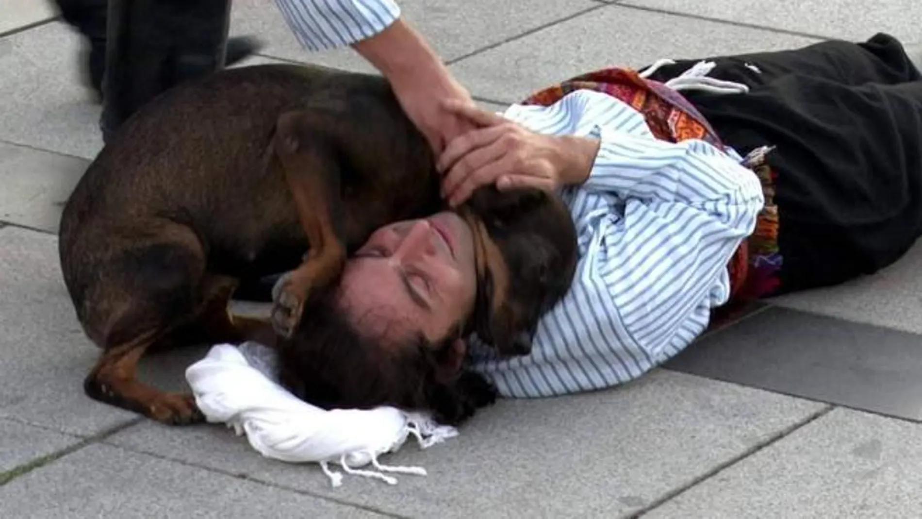 Un perro socorre por error a un actor ‘herido’ y se hace viral en redes sociales