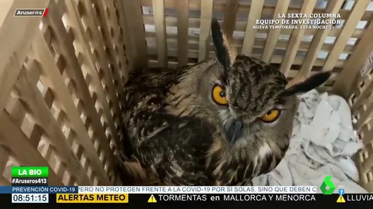 El triste desenlace del rescate de Evelyn Segura a un búho real malherido El triste desenlace del rescate de Evelyn Segura a un búho real malherido