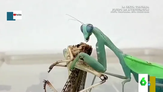 El "horrible" vídeo viral de una mantis religiosa que se merienda una langosta viva: "Son imágenes muy crudas" El "horrible" vídeo viral de una mantis religiosa que se merienda una langosta viva: "Son imágenes muy crudas"