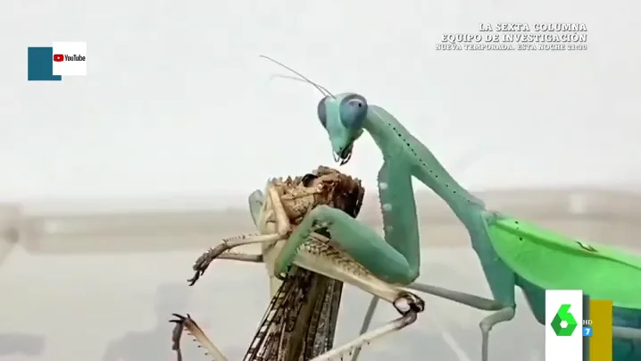 El "horrible" vídeo viral de una mantis religiosa que se merienda una langosta viva: "Son imágenes muy crudas"