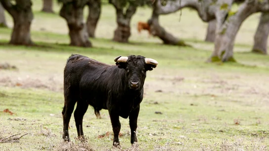 Un toro bravo en el campo Un toro bravo en el campo