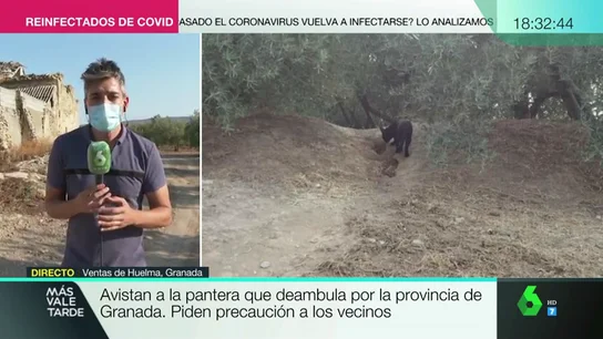 Difunden la primera fotografía de la pantera que deambula por la provincia de Granada Difunden la primera fotografía de la pantera que deambula por la provincia de Granada