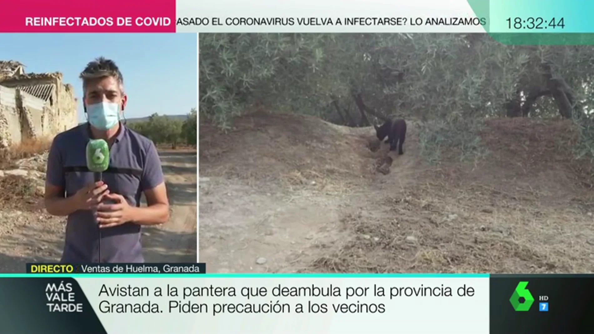 Difunden la primera fotografía de la pantera que deambula por la provincia de Granada