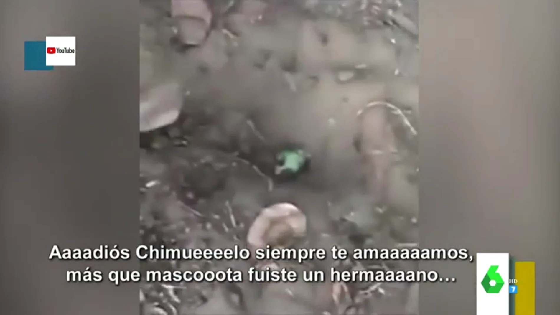 El vídeo viral de Chimuelo, el loro muerto al que muerde un perro: "Adios Chimuelo, más que mascota, fuiste un hermano"