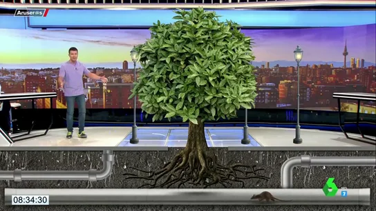 ¿Por qué se caen los árboles en las ciudades? ¿Por qué se caen los árboles en las ciudades?