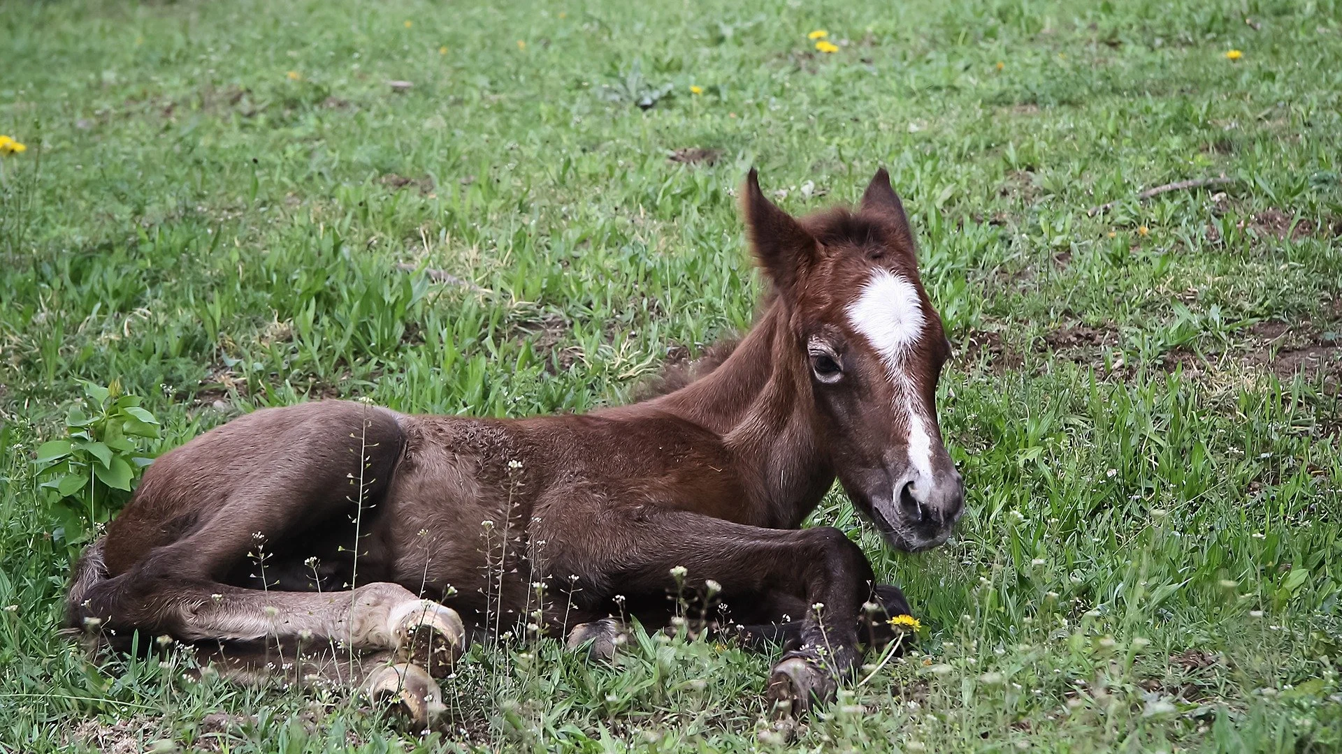 Imagen de archivo de un poni en el campo.