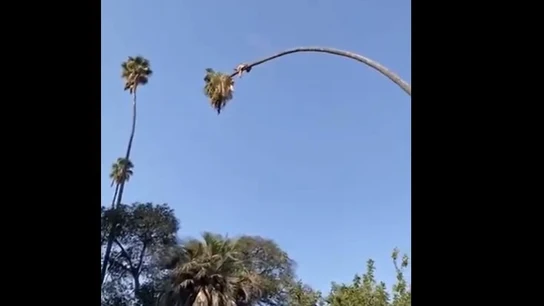 Catapultado por una palmera: la peligrosa maniobra de un podador que casi termina en tragedia Catapultado por una palmera: la peligrosa maniobra de un podador que casi termina en tragedia