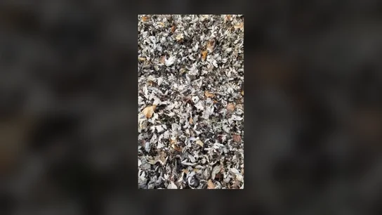 ¿Dónde está Lion? El gato escondido en una foto al más puro estilo ‘Wally’ Gato Viral