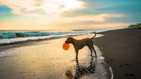 Playa Playa