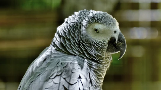 Un parque del Reino Unido aísla a sus loros por enseñarse palabrotas entre ellos y reírse ante el público Parque aísla loros por ser malhablados