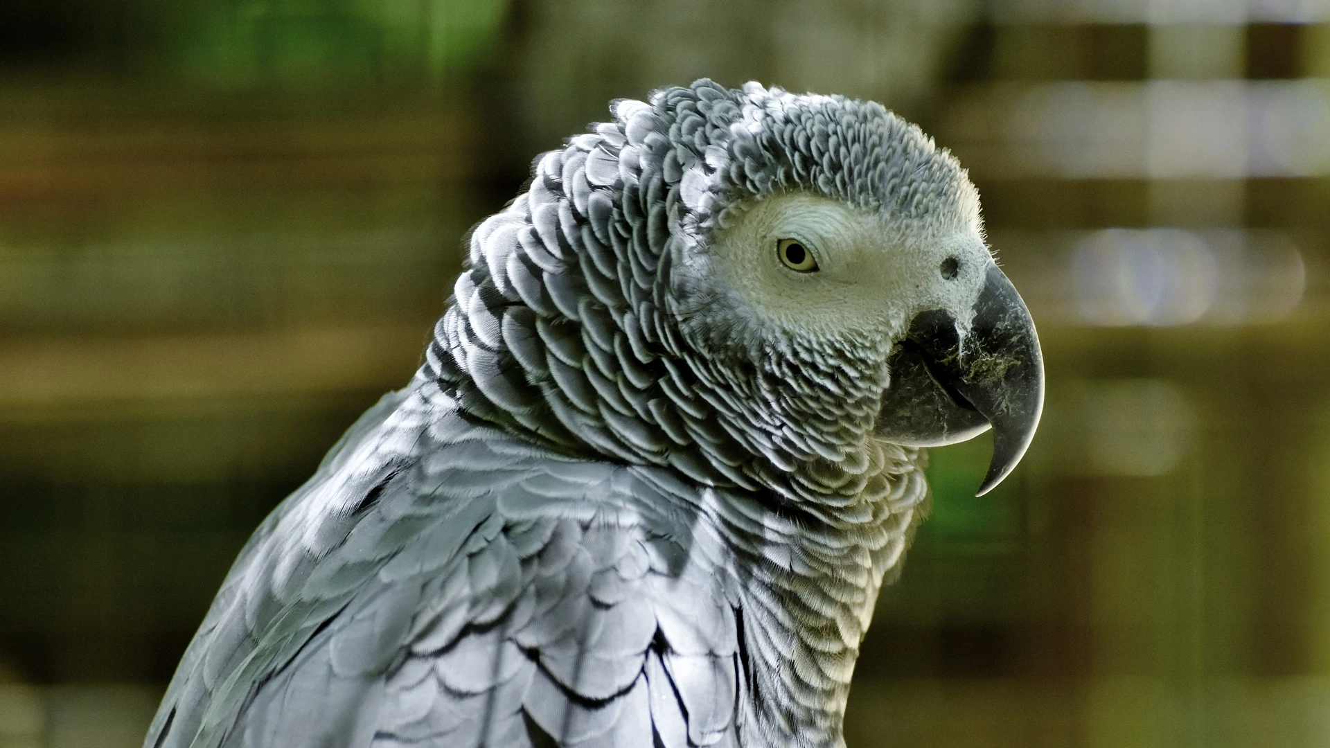 Parque aísla loros por ser malhablados