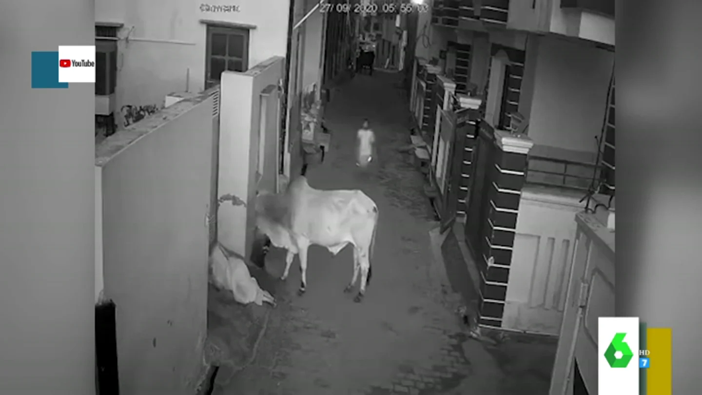 El impactante vídeo de un niño que se pone frente a un toro para evitar que embista a su abuela El impactante vídeo de un niño que se pone frente a un toro para evitar que embista a su abuela