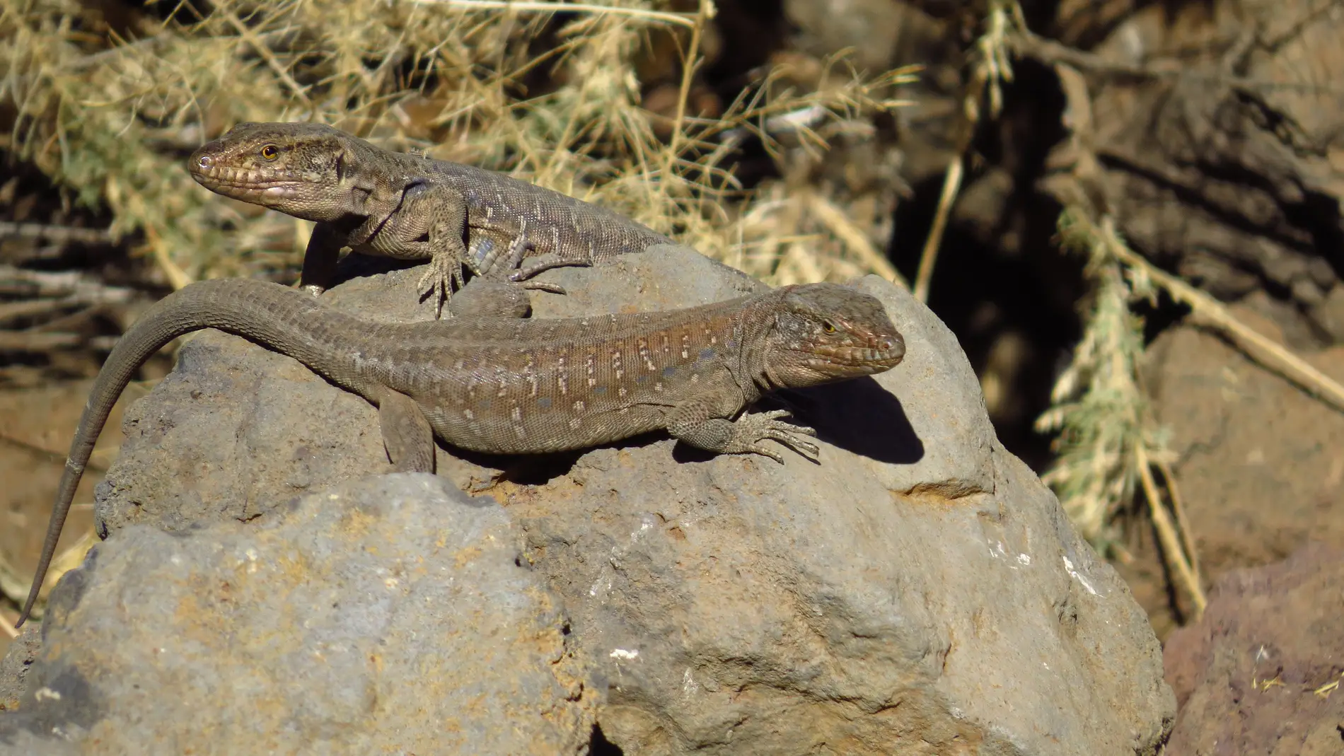 Las actividades humanas agravan los efectos del cambio climatico en los lagartos de Tenerife