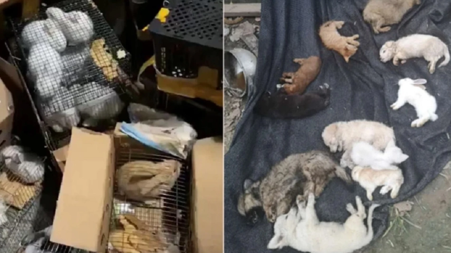 Imagen de las mascotas encontradas muertas en un almacén de China