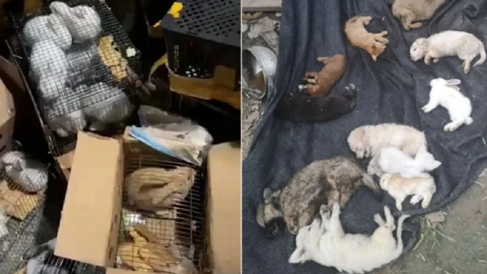 Imagen de las mascotas encontradas muertas en un almacén de China