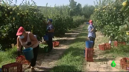 Preocupación en Jaén tras el positivo de al menos 20 de los 120 temporeros llegados desde Francia Preocupación en Jaén tras el positivo de al menos 20 de los 120 temporeros llegados desde Francia