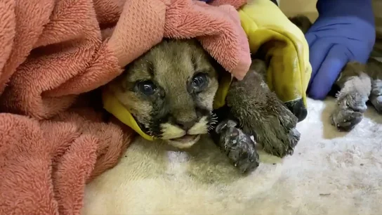 Rescatan a un cachorro de puma huérfano en los incendios de California Rescatan a un cachorro de puma huérfano en los incendios de California