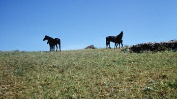 Cavalls