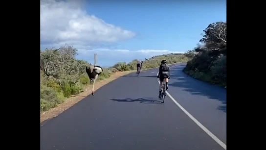 Avestruz persigue a unos ciclistas Mientras entrenaban un avestruz se puso a perseguirles