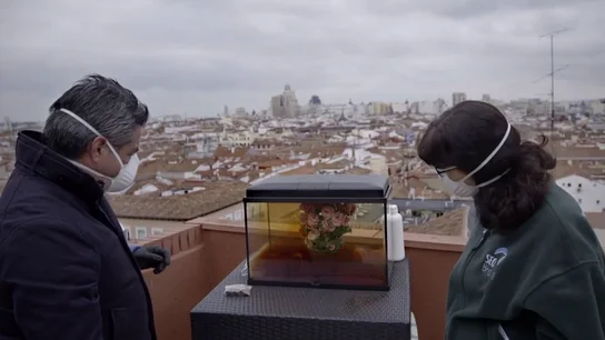 El experimento que simula la boina de contaminación de Madrid y sus consecuencias para los gorriones: "Nos están avisando" El experimento que simula la boina de contaminación de Madrid y sus consecuencias para los gorriones: "Nos están avisando"
