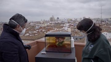 El experimento que simula la boina de contaminación de Madrid y sus consecuencias para los gorriones: "Nos están avisando"