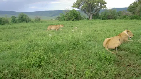 Ngorongoro Ngorongoro