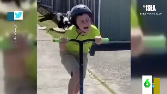 El vídeo viral de un niño gritando en patinete mientras es perseguido por un pájaro El vídeo viral de un niño gritando en patinete mientras es perseguido por un pájaro