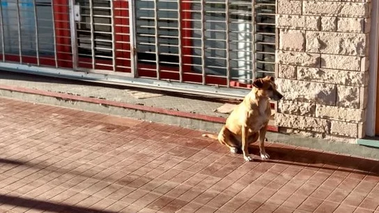 La perrita Bianca espera a su dueña, fallecida días antes, frente a su negocio La perrita Bianca espera a su dueña, fallecida días antes, frente a su negocio