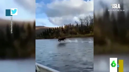 caballo caballo