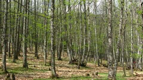 El Castañar del Tiemblo