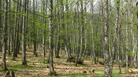 El Castañar del Tiemblo El Castañar del Tiemblo