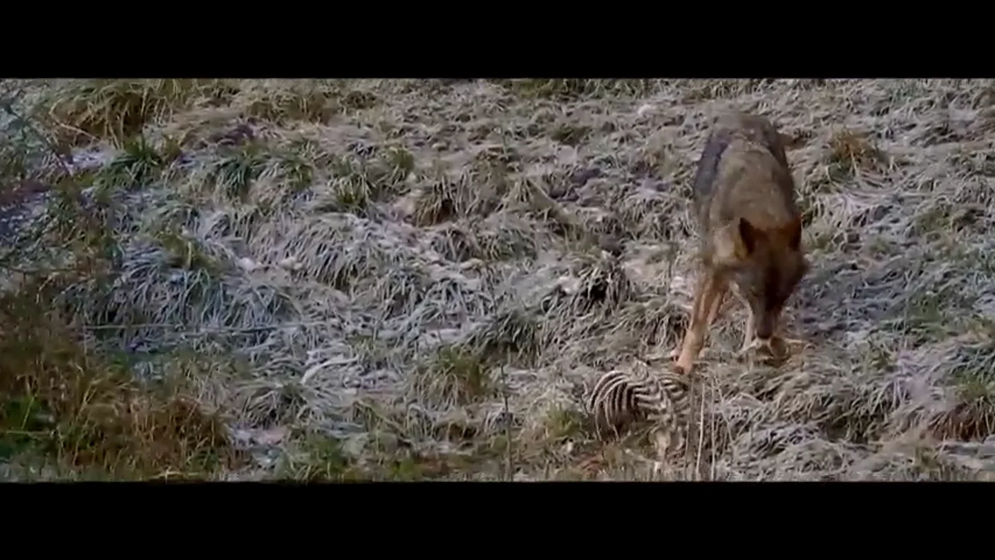 Jalis de la Serna logra ver, este miércoles en Natural, al "depredador de los jabalíes", el lobo: "Es un animal que impresiona" Jalis de la Serna logra ver, este miércoles en Natural, al "depredador de los jabalíes", el lobo: "Es un animal que impresiona"
