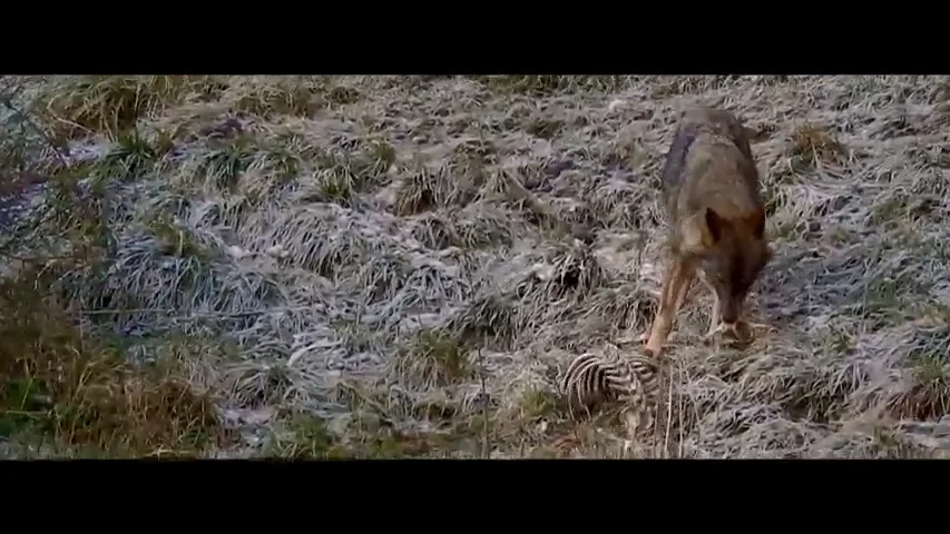 Jalis de la Serna logra ver, este miércoles en Natural, al "depredador de los jabalíes", el lobo: "Es un animal que impresiona"