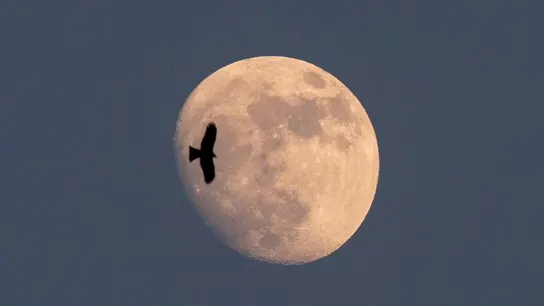 La NASA confirma que hay agua helada en la Luna La NASA confirma que hay agua helada en la Luna