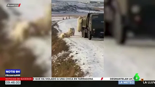 Graban a un grupo de osos polares 'registrando' un camión de la basura en busca de comida Graban a un grupo de osos polares 'registrando' un camión de la basura en busca de comida