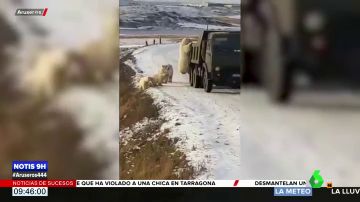 Graban a un grupo de osos polares 'registrando' un camión de la basura en busca de comida