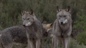 La reacción de Jalis de la Serna al ver en Natural a una manada de lobos de cerca: "¡Qué pasada! ¡Son impresionantes!"