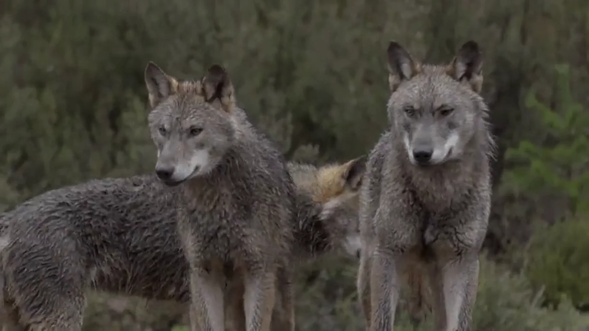La reacción de Jalis de la Serna al ver en Natural a una manada de lobos de cerca: "¡Qué pasada! ¡Son impresionantes!"
