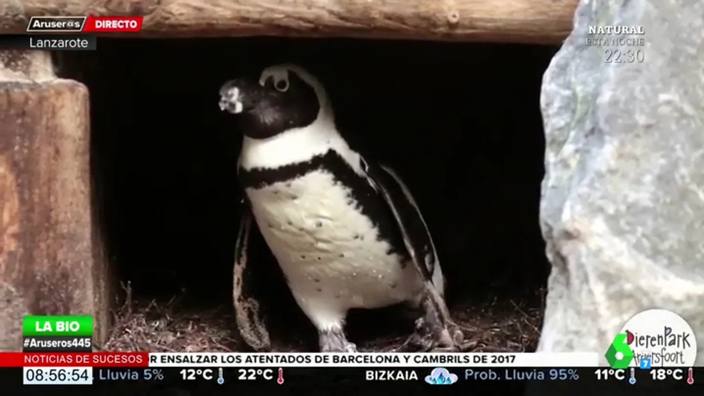 pareja gay pingüinos pareja gay pingüinos