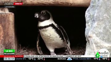 pareja gay pingüinos 