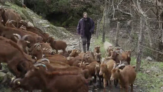 La pesadilla diaria que viven los pastores por culpa de los lobos: "Pierdo unas 100 cabras al año, una cada tres días" La pesadilla diaria que viven los pastores por culpa de los lobos: "Pierdo unas 100 cabras al año, una cada tres días"